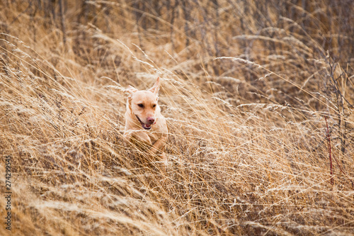 Dakotah the yellow lab bounds through the grass while bird hunting outside Moscow, Idaho.    