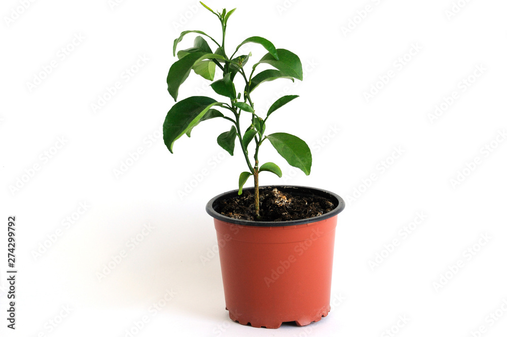 Orange tree in a small pot for seedlings. On a white background. Place for text. Orange tree in a small pot for seedlings. On a white background. Place for text.