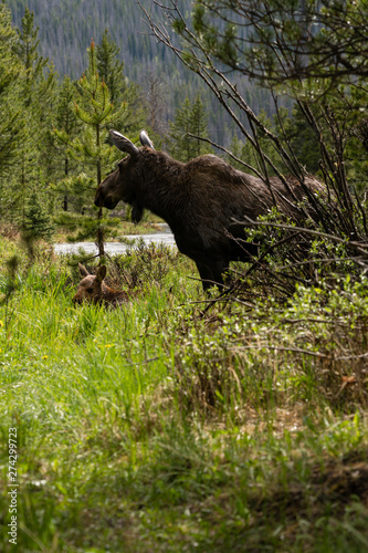 Mother Moose and Calf