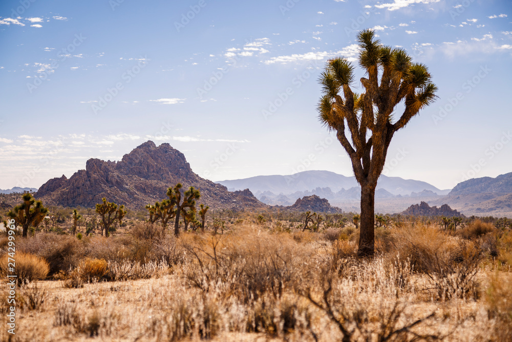 Joshua Tree National Park, California, USA: A single joshua tree with the desert and mountains in the background captured near the parks west entrance. Joshua Tree National Park, California, USA: A single joshua tree with the desert and mountains in the background captured near the parks west entrance.