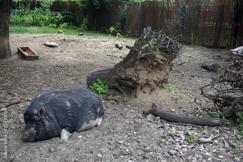 świnie miniaturki w poznańskim ogrodzie zoologicznym