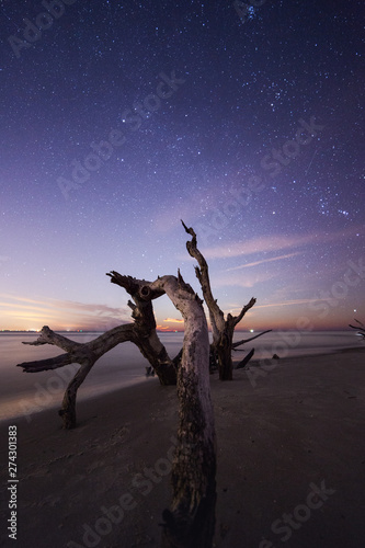 Dead tree at the Folly Island beach at night, South Carolina, USA photo