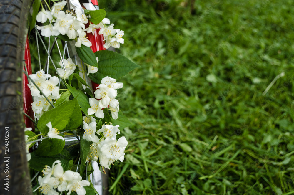 Fototapeta premium Beautiful white flowers of jasmine in the wheel of a red old bicycle against the background of green trees, mown grass and hemp. Creative romantic vintage concept. Place for text