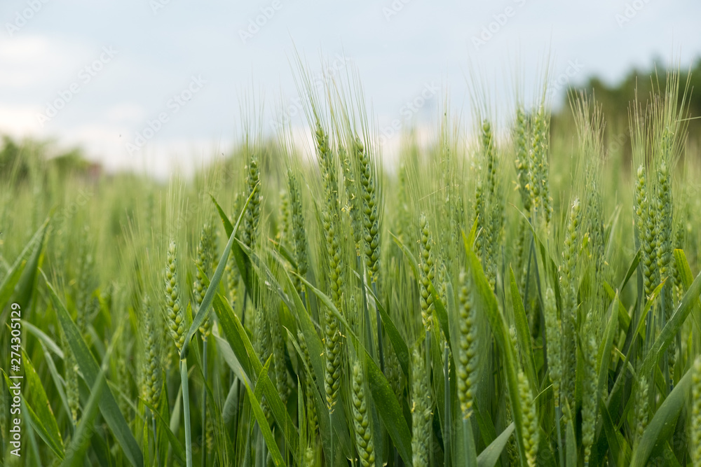 Green wheat ear spikes close up Green wheat ear spikes close up