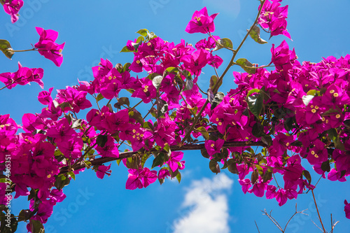 Fototapeta Naklejka Na Ścianę i Meble -  Beautiful red or pink Bougainvillea flowers, plants and garden in Bodrum city of Turkey. View of beautiful garden at summer season in Bodrum town Turkey.