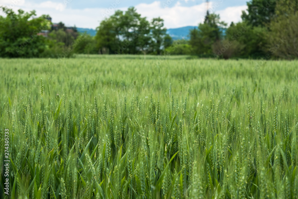 Wheat field with green ear spikes close up Wheat field with green ear spikes close up