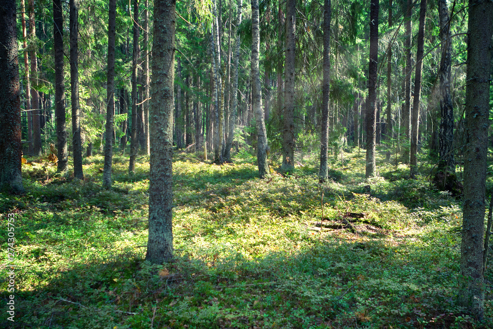 sun ray in the forest sun ray in the forest
