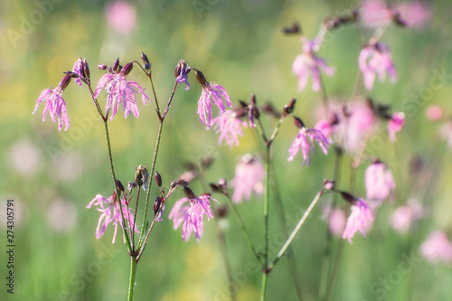 Pink wildflowers. The background is blurred.