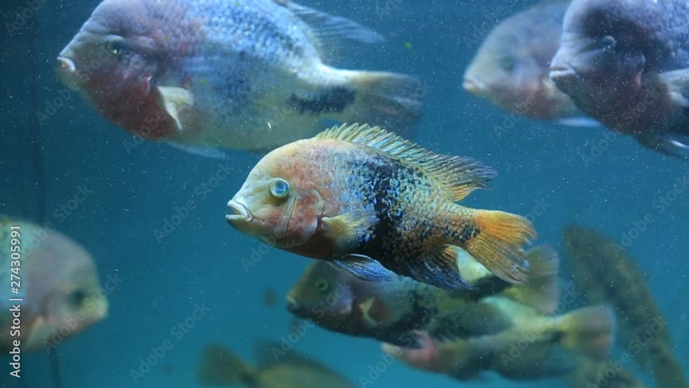 fish of different species swim in a large aquarium fish of different species swim in a large aquarium