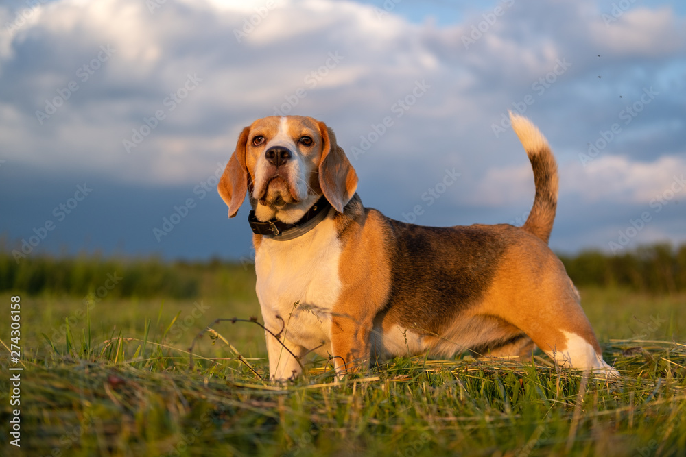 beautiful portrait of a Beagle dog on a walk on a summer evening