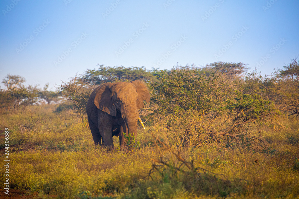 Fototapeta premium Elephant