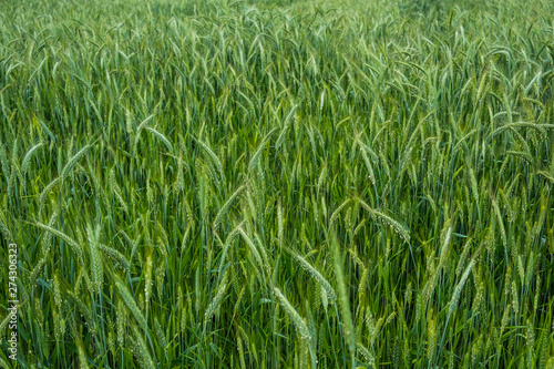 Barley field with green ear spikes in spring