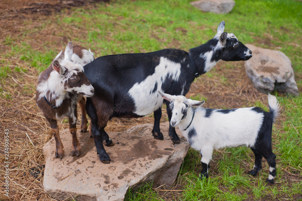 Color phot of two young goats standing on a rock with their mother showing their unique colors.