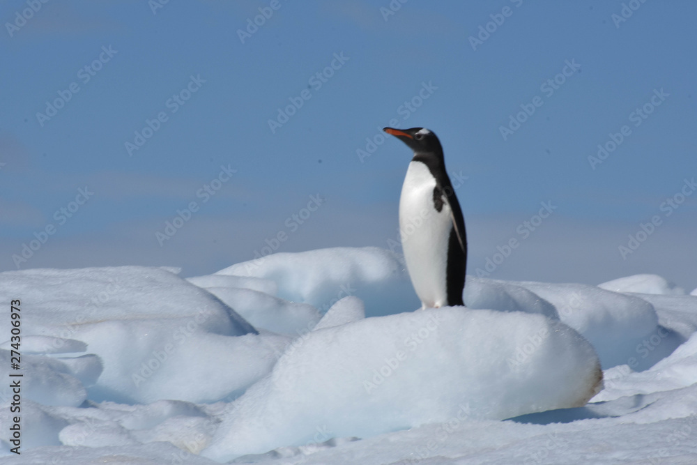 Fototapeta premium Penguin in Damoy Point Antarctica