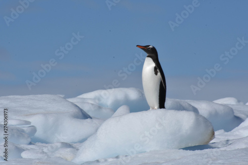 Penguin in Damoy Point Antarctica