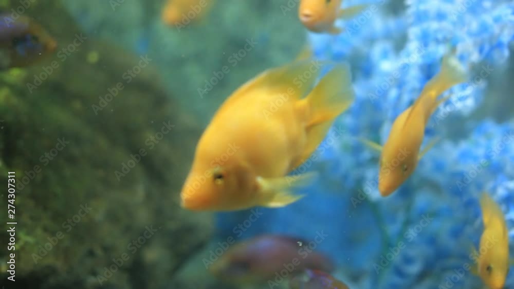 fish of different species swim in a large aquarium fish of different species swim in a large aquarium