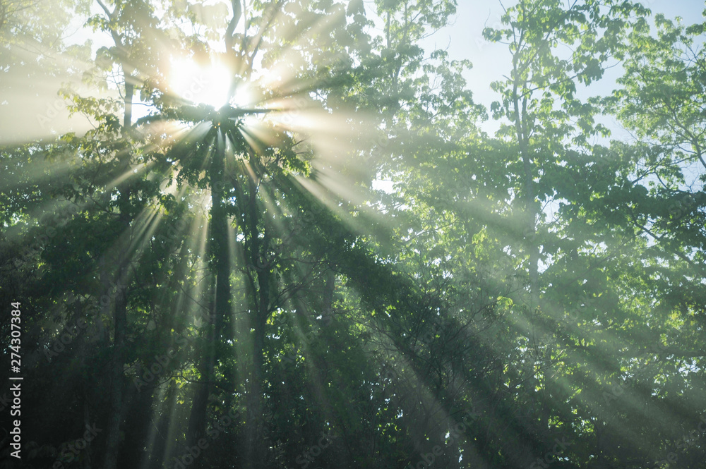 Naklejka premium Beautiful sun rays break through the fog shining through the trees