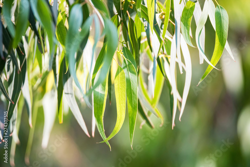 Eucalyptus green leaves in sunlight close up photo