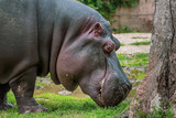 Close up view of a Hypo (Hippopotamidae) eating grass near the tree.
