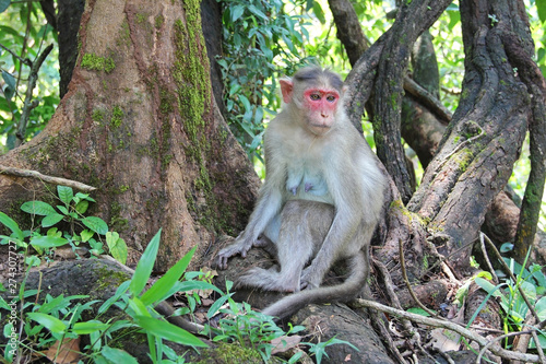 A pensive Indian monkey macaque sits on the roots of a tree in the jungle. Bhagwan Mahavir Wildlife Sanctuary. GOA, India.