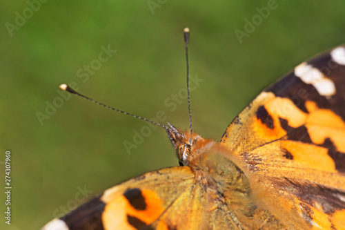 close up of Painted Lady butterfly © romantiche