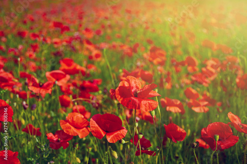 Poppy flowers meadow © Onionastudio