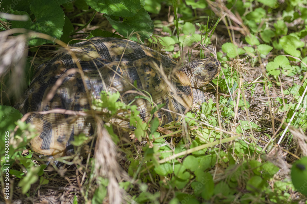 Tortue 1 Tortue 1