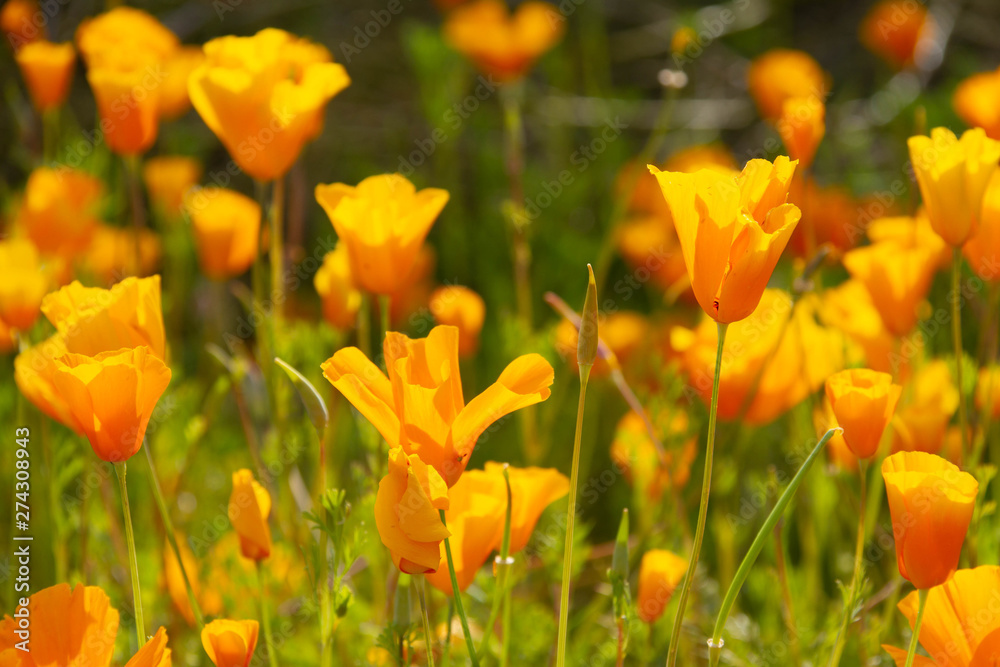 Fototapeta premium A group of California Poppies in full sunlight. The flowers in the foreground are in focus with the background flowers out of focus.