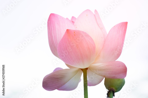 Lotus is a flower that symbolizes happiness and peace of Buddhists.