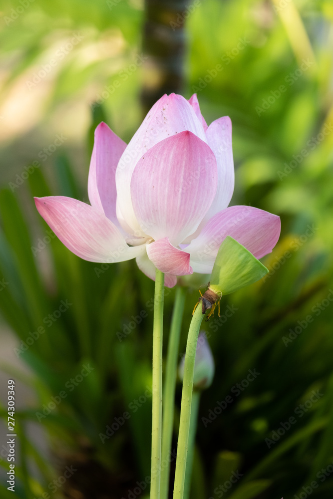 Lotus is a flower that symbolizes happiness and peace of Buddhists. Lotus is a flower that symbolizes happiness and peace of Buddhists.