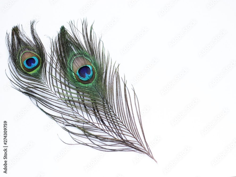 Naklejka premium Clothing and home decoration. Peacock feathers on white background.