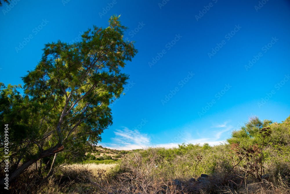 Beautiful landscape with trees, blue sky and clouds at sunny day in national park