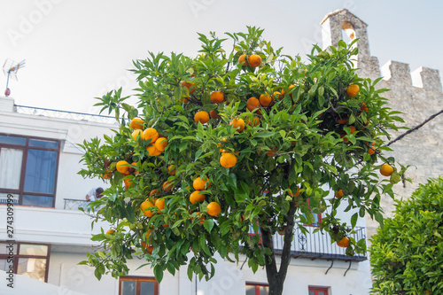 orange tree in front of houses in the white village Vejer de la Frontera in Andalusia