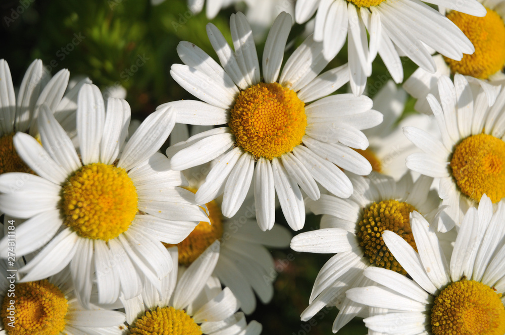 Fototapeta premium densely standing ox-eye daisies on a meadow