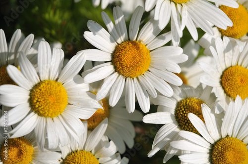 densely standing ox-eye daisies on a meadow