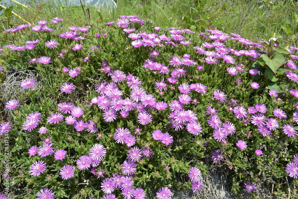 Fototapeta premium 芝桜