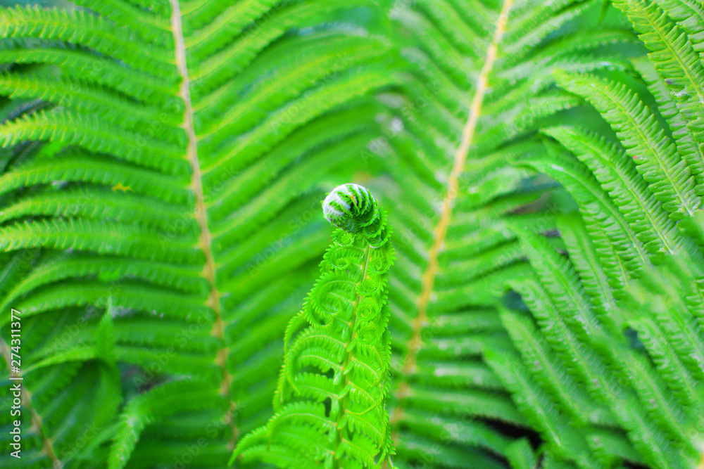 Fototapeta premium Young leaf fern. Close-up. On the background of green.