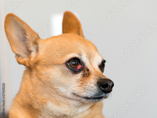 Dog with Cherry Eye - Chiweenie Mixed Breed © James Kelley