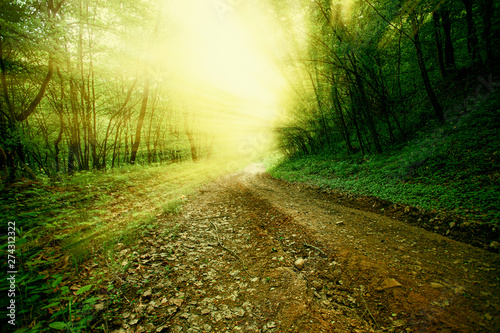 Fototapeta Naklejka Na Ścianę i Meble -  A bright lightened path in the forest with sunbeams