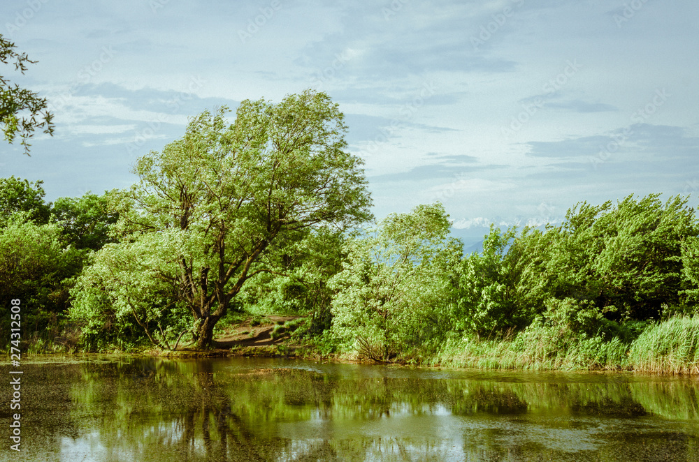 tree on the lake in windy weather. monastery lake beshtau Caucasian mineral waters tree on the lake in windy weather. monastery lake beshtau Caucasian mineral waters