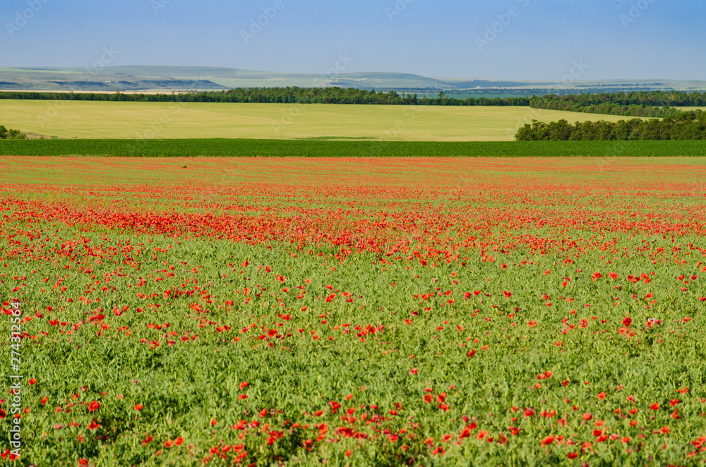 Field of poppies close up