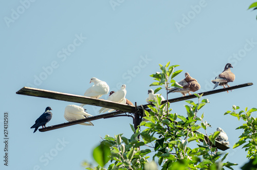 pigeons perched on a perch photo