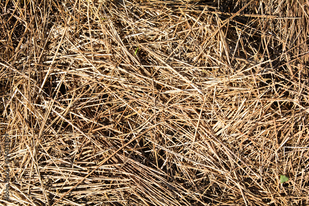 straw, dry straw texture background, vintage style for design