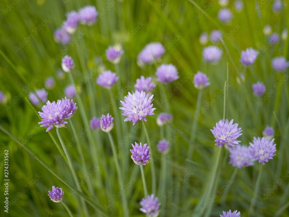 Blooming onion on the background of green grass in the summer afternoon Blooming onion on the background of green grass in the summer afternoon