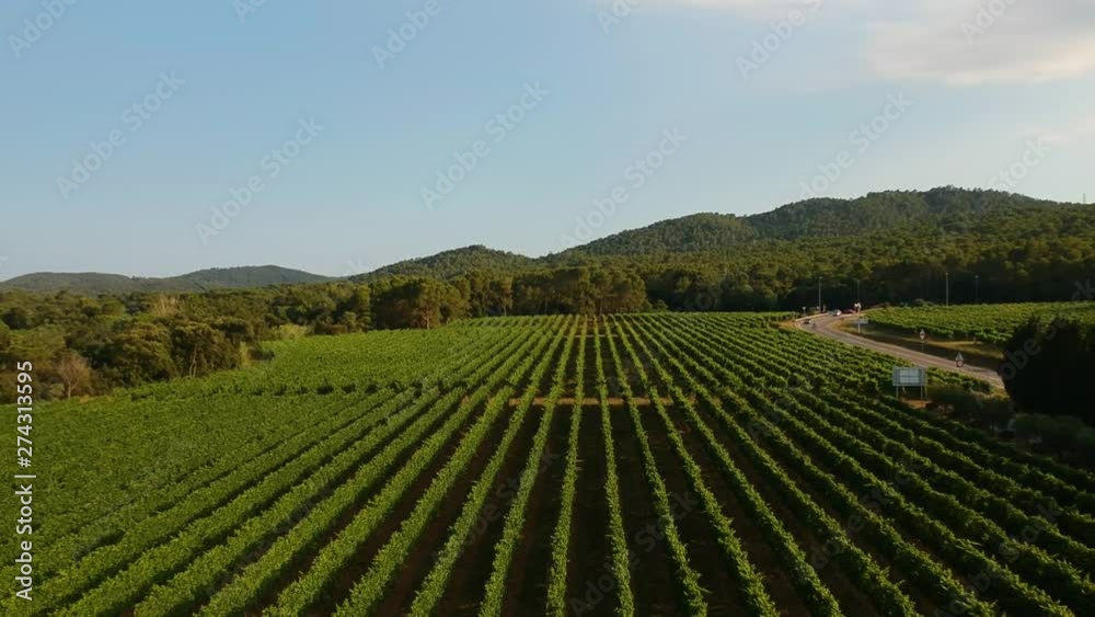 Aerial view of vineyards. Rows of vines on a sunny day. New grape harvest for the production of red wine, top view. Aerial view of vineyards. Rows of vines on a sunny day. New grape harvest for the production of red wine, top view.