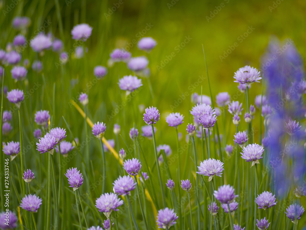 Blooming onion on the background of green grass in the summer afternoon