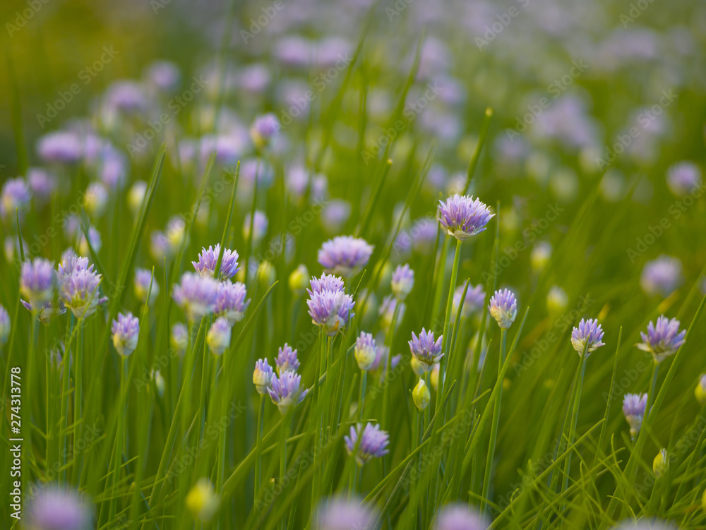 Blooming onion on the background of green grass in the summer afternoon Blooming onion on the background of green grass in the summer afternoon