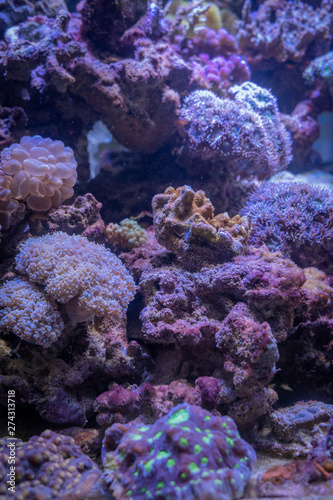 Carnas, France - 06 10 2019: Beautiful aquarium in salt water