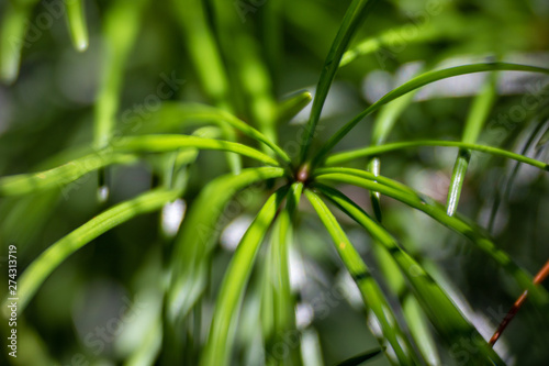 Macro view of plants