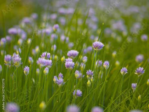 Blooming onion on the background of green grass in the summer afternoon